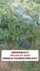 Benih Semangka F1 MELINA SF-5656 11 BIJI Known You Seed
