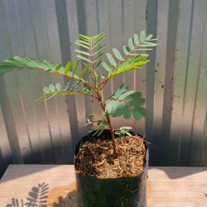 ต้นแคแดง แคแดง ส่งพร้อมถุงดำ5.5นิ้ว ต้นแค
