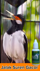 Vitamin Booster Jalak Kebo Doping Gacor Burung Jalak SurenKebo BaliVitamin Penggacor Jalak