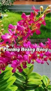 DENRO PHƯỢNG HOÀNG HỒNG