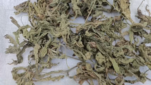 PROMO 500gram Daun tapak liman kering Kualitas Premium