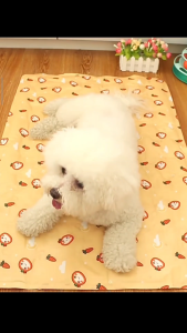 Dog Cooling Bed Mat Pet Cooling Bed Mat Gel Ice Breathable Waterproof Pet Dog Cat Sleeping Bed Mat