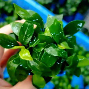 Aquatic plants Hybrid Mini Anubias Nana Low Tech Pants（水草杂交迷你小榕）