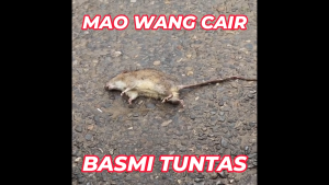 Racun Tikus Mao Wang Maowang CAIR MERAH Paling Ampuh Mati Kering Ditempat Tanpa Bau Anti [Paket 25 Biji]