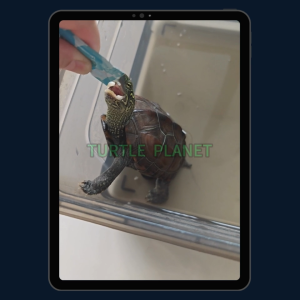 Marukan Fish Puree Turtle Nutrition Bar High Protein High Calcium Turtle Snacks Turtle Food Turtle Nutrition Stick 5g 乌龟零食条