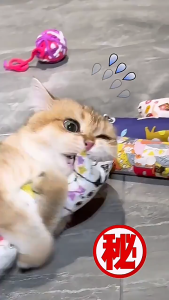 CAT Bantal Kucing Long Shape Pillow Toy for Cat with Catnip  猫枕逗猫啃咬玩具