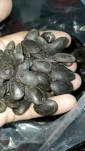 HERBAL BUBUK TERMURAH BIJI KEDAWUNG /KEDAUNG 500 GRAM