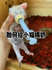 จุกป้อนนมแมว จุกนมกระรอก กระต่าย หนู แฮมสเตอร์ ชูการ้ไกรเดอร์ รูปภาพถ่ายจากจุกนมตัวจริง มีบริการส่งด่วนgrab