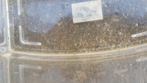 Shrimp No Colour (10 +FREE 3 Ekor )