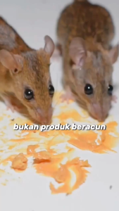 Wiselie Semprotan Pengusir Tikus Alami Obat Pengusir Anti Tikus Ampuh dengan Formula Aromatic Spray Melindungi Rumah dari Tikus Secara Alami Aman untuk Keluarga Tidak Beracun Efektif di Dalam dan Luar Ruangan Tahan Lama