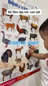 Tranh Treo Tường Cho Bé Về Thế Giới Xung Quanh 12 Trang và 14 Chủ Đề Song Ngữ Động Vật Số  Chữ Cái  Sinh Vật Biển - Đồ Chơi Cho Bé Giúp Phát Triển Chirita