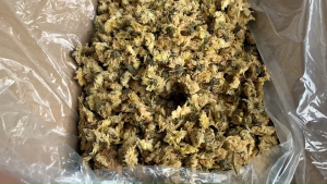 เก๊กฮวยตรามังกร น้ําหนัก 500 กรัม