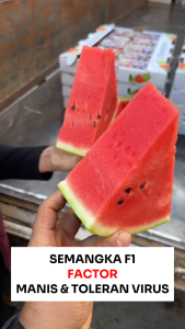 Benih Semangka F1 FACTOR 10 BIJI: Panduan untuk Pemula