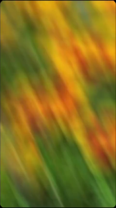 Hạt giống hoa Cúc Vạn Thọ Pháp Mix màu/gói 50 hạt