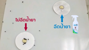 FLYMEX  สเปรย์น้ำยาไล่แมลงวัน (ขนาด 500มล.) สารสกัดธรรมชาติ กลิ่นหอม ปกป้องไล่แมลงวันยาวนาน ไร้สารเคมี มี อย.