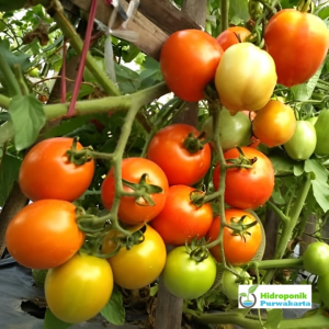 Benih Tomat JALU F1 Hibrida: Solusi Tahan Virus untuk Pemula
