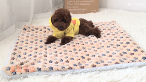 เบาะสัตว์เลี้ยง  ผ้าห่มสัตว์เลี้ยง เบาะนอนสำหรับสัตว์เลี้ยง เบาะนุ่มแมว สุนัข ผ้าห่มแมว เบาะนุ่มแมว สุนัข