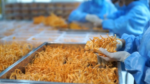 Đông trùng hạ thảo cao cấp sấy khô TH365 10g Đông trùng hạ thảo sấy khô bồi bổ sức khỏe TH365