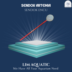Sendok Artemia Sendok Encu Raket Artemia Dan Encu