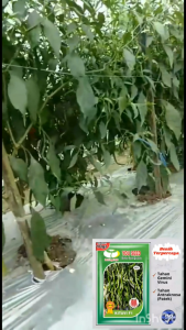 Bibit Benih Cabe Keriting Tahan Virus KITAVI F1 10g Cap You Seed CMK