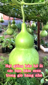 HẠT GIỐNG BẦU HỒ LÔ CHUẨN F1 DỄ TRỒNG NĂNG SUẤT CAO & DỄ THU HOẠCH TẶNG KÈM HƯỚNG DẪN