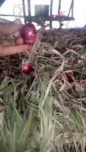 Paket Bawang Merah Super Asli Garut 5kg