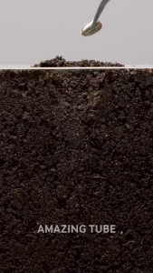 Hạt giống hoa hướng dương lùn-gói 150 hạt