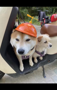 (Giao màu ngẫu nhiên - ko kèm chong chóng) MŨ BẢO HIỂM CHO CHÓ MÈO DỄ THƯƠNG - Miepetshop