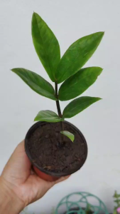 กวักมรกตเขียว ต้นไม้ฟอกอากาศ ปลูกไว้เรียกทรัพย์ หนุนโชคลาภ กระถาง 3 นิ้ว