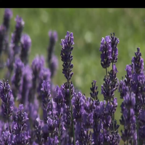 Flower lavender ผลิตภัณฑ์ Essentail oil แบบเติม สกัดจากธรรมชาติ100% ใช้สำหรับเติมในก้านไม้หอมปรับอากาศและไล่ยุง