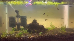BIO SPONGE Filter Aquarium Ikan Aquascape Foam BioSponge RECENT - 2821