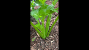 Hạt giống rau cần tây xanh -rau gia vị-1gr