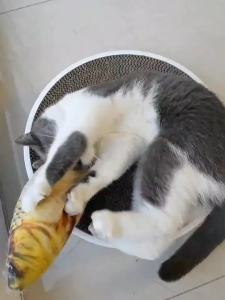 Đồ Chơi Cá Catnip dành cho Mèo Đồ chơi Cá cho mèo con cắn Nhai cào xước Đồ Dùng Cho Mèo.