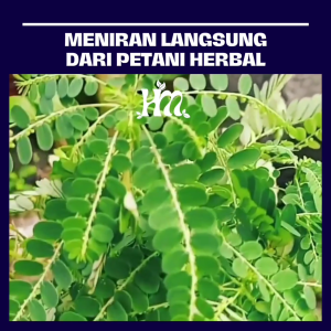 HERBAL MURNI - DAUN MENIRAN Isi 50 & 100 Kapsul Alami 100% Asli tunggal Meniran Original 150 kapsul