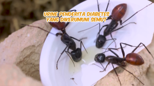 Borobudur Herbal Sambiloto 100 Kapsul - Mengobati Kencing Manis (Diabetes) & Mengobati Radang Tenggorokan Mencegah TBC