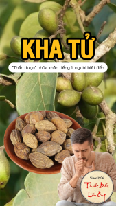 Quả kha tử khô 200G trái kha tử hạt to dùng ngâm mật ong nấu siro ngậm ho tiêu đờm - Lãn Ông