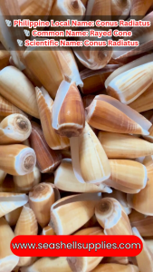 Conus Radiatus Sea Shells (Rayed Cone) - Resin Fillers/Arts/Crafts