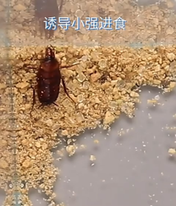 (โปร10ซองแถม2) ผงกำจัดแมลงสาบ ใช้กำจัดแมลงสาบ Cockroach bait