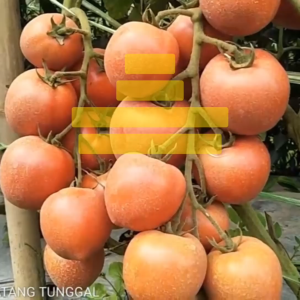 Benih Tomat BARETO F1 Isi 150 Butir Cap Panah Merah