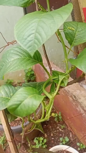 Bibit Markisa Super Jumbo ERBIS