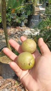 NO COD Anak Pokok Matoa Tisu Kultur