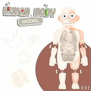 Body Anatomy Skeleton 3D Anatomy Puzzle Education Building Montessori Toy Kids Early Education Birthday Gift Teaching Tool