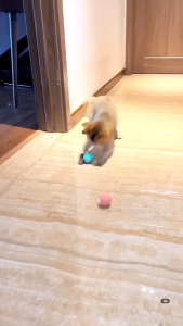 Bola Smart Mainan Kucing Anjing Bisa Jalan Otomatis Pet Cat Dog Ball Cas Isi Ulang Gerak Gulir