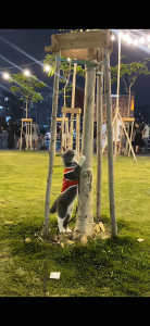 Bodymist xịt thơm khử mùi cho chó mèo JULYHOUSE 20ml dưỡng da lông thơm lâu hương nước hoa