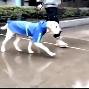 Áo mưa chó với dải phản quang áo choàng chó lớn Poncho Teddy Áo mưa không thấm nước chó lớn Chó vàng Retriever Labrador chó trung bình Áo Mưa Gió Áo Mưa th