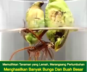 VIT-O (1 Liter) Pupuk Cair Organik Segala Tanaman