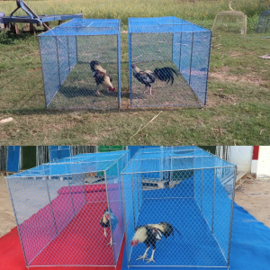 ลู่วิ่งไก่ชน ลู่ปล่อยไก่ ขนาด 80x80 cm. ยาว 2 เมตร เหล็กข้ออ้อย 2 หุนเต็ม (พับได้) ซื้อเยอะ ลดเยอะ ราคาพิเศษ ลู่วิ่งไก่ ลู่ไก่ - Lazada