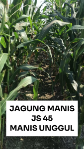 Benih Unggul Jagung Manis JS 45 100 gram Cap JAYA SEEDS Manis Unggul