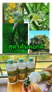 โปร 3 แถม 3 ดันดอกดี สารสกัดสูตรเข้มข้น เปิดตาดอก บำรุงดอก เร่งดอก ใช้ได้กับพืชทุกชนิด