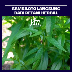 HERBAL MURNI - SAMBILOTO Isi 50 & 100 Kapsul Alami 100% Asli tunggal Sambiloto Original 150 kapsul